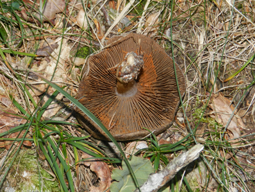 ritrovamenti 11 ottobre